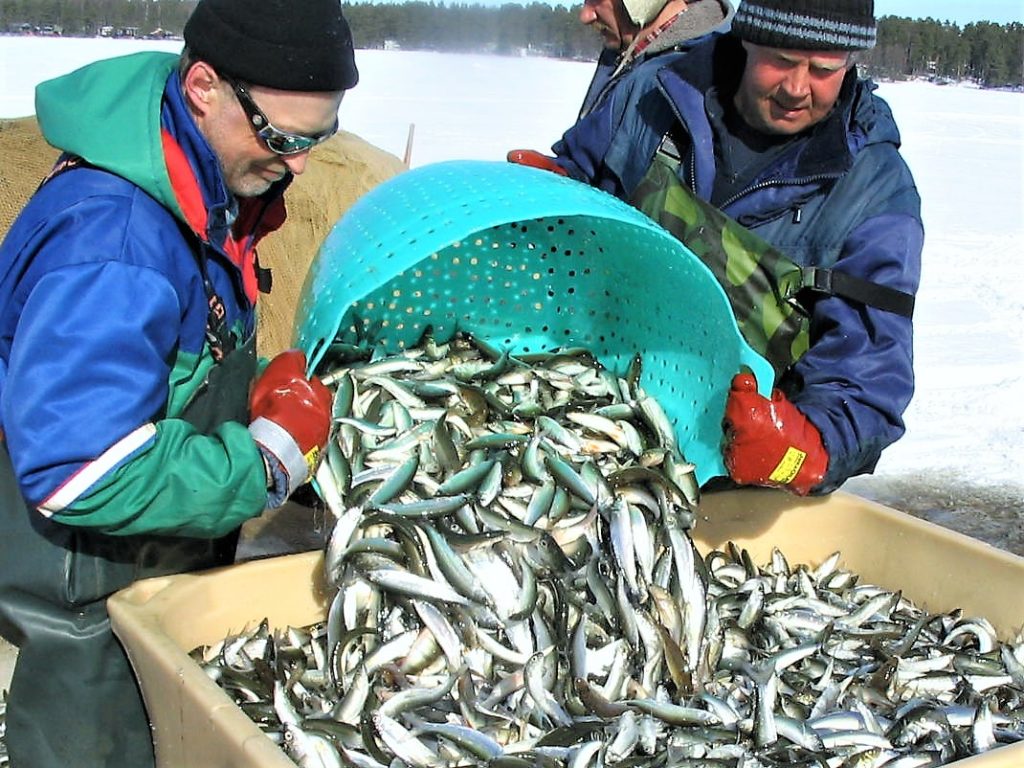 Kuvassa kaksi talvinuottaajaa kaataa muikkusaalista saavista isompaan astiaan.