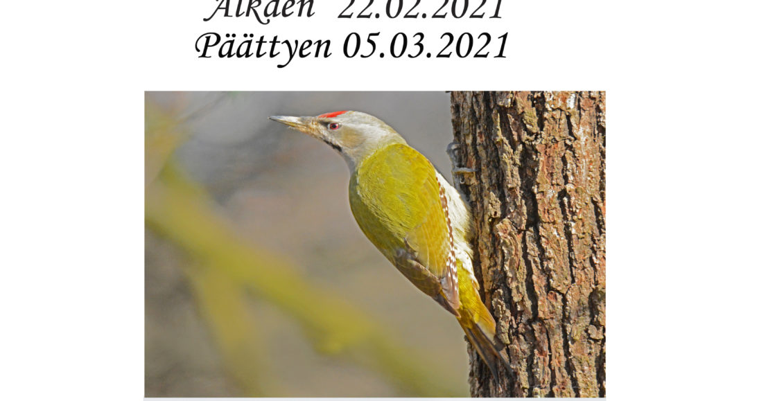 Luonto on meidän valokuvanäyttely / Kuva linnusta
